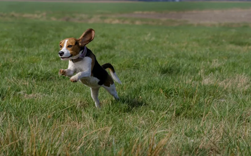 Beagle z rozwianymi uszami biegnie przez zieloną łąkę z przednimi łapami w powietrzu