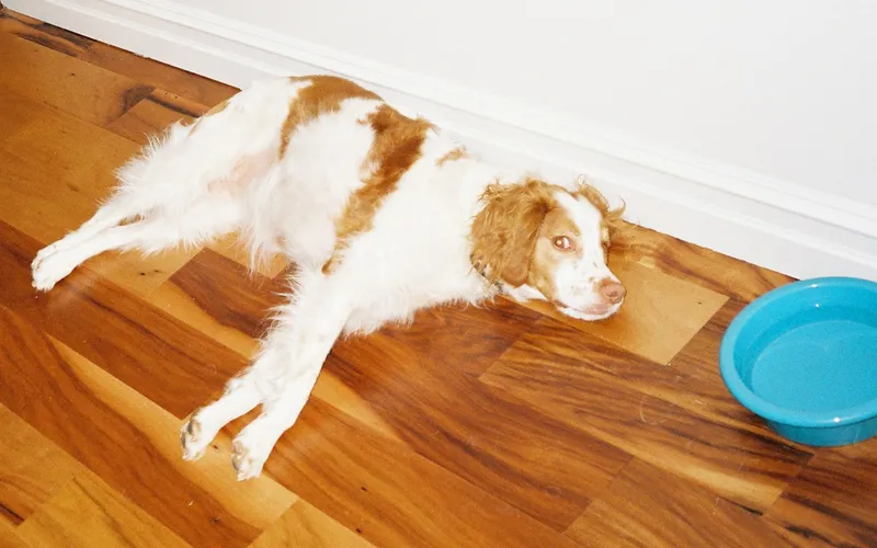 Biało-rudy spaniel leży na boku na drewnianej podłodze obok niebieskiej miski z wodą