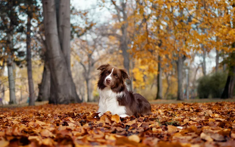 Brązowo-biały border collie leży na dywanie z pomarańczowych liści w jesiennym parku
