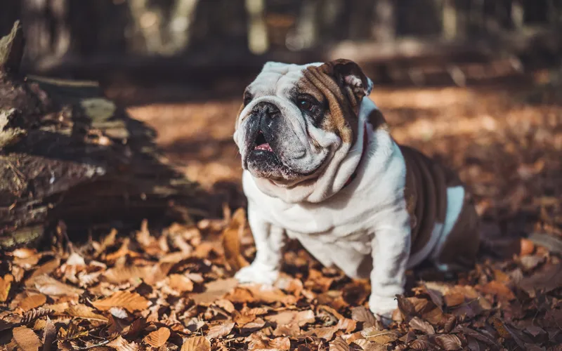 Biało-brązowy buldog angielski stoi na dywanie z jesiennych liści w lesie i patrzy w górę