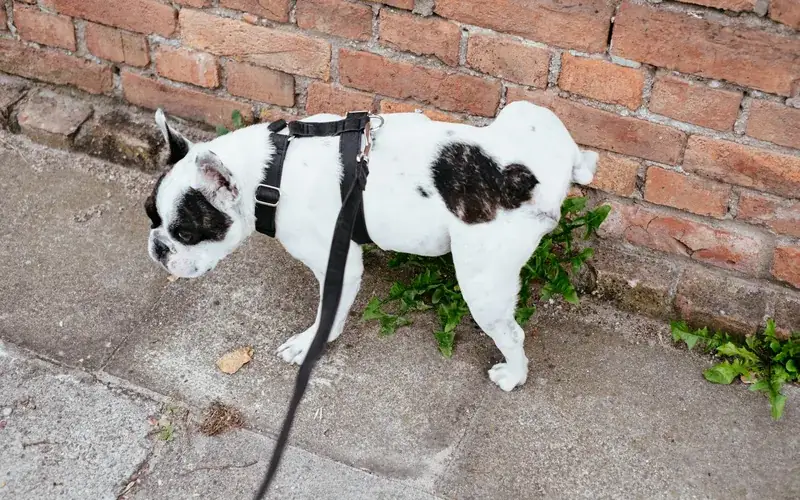 Biało-czarny buldog francuski w czarnych szelkach na smyczy stoi przy ceglanym murze na chodniku
