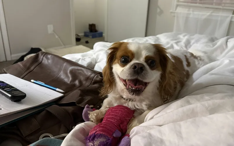Cavalier king charles spaniel z różowym bandażem na przedniej łapie leży na pościeli i patrzy w obiektyw