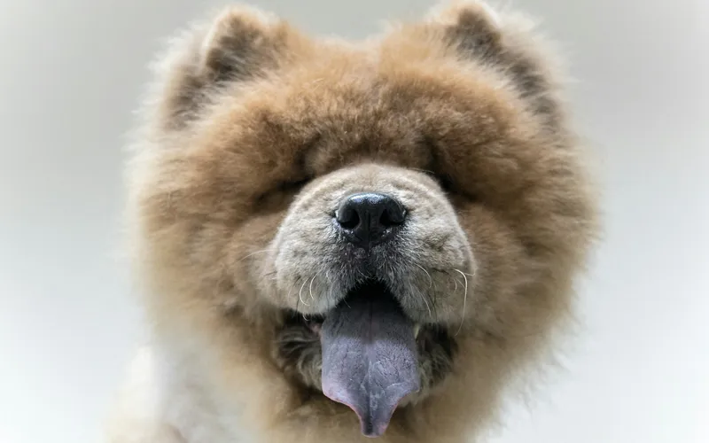 Puszysty płowy chow chow zwrócony pyskiem do obiektywu, z wysuniętym granatowym językiem na jasnym tle