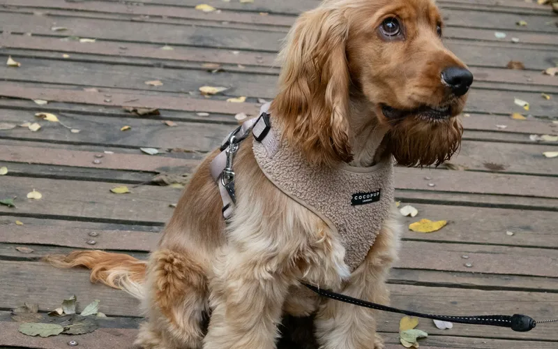 Cocker spaniel angielski o rudej, falistej sierści siedzi w szelkach na drewnianym pomoście z jesiennymi liśćmi
