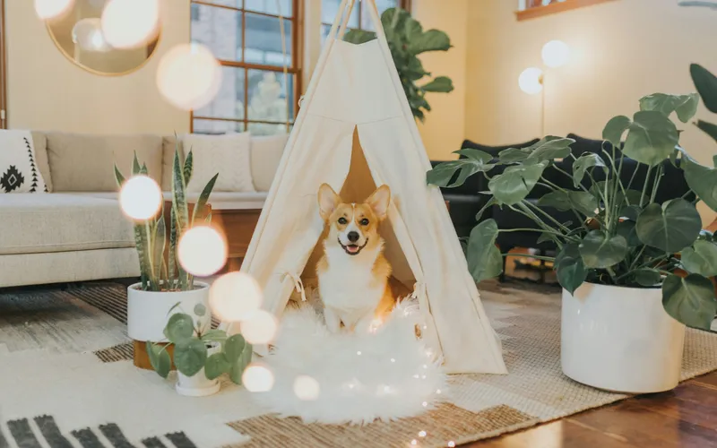 Uśmiechnięty corgi siedzi w białym namiocie tipi w salonie, po lewej stoi donica z sansewierią, po prawej duża monstera