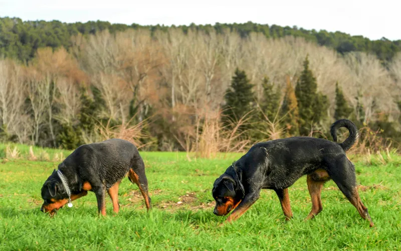Dwa rottweilery z nosami przy ziemi węszą na zielonej łące, w tle bezlistne drzewa i las