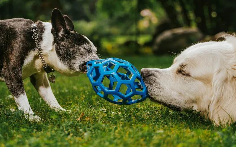 Buldog francuski i jasny retriever ciągną na trawie z dwóch stron jedną niebieską ażurową piłkę