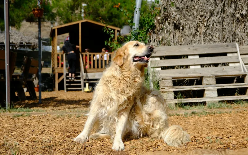 Golden retriever o gęstej jasnej sierści siedzi na wiórach w ogrodzie i drapie się tylną łapą