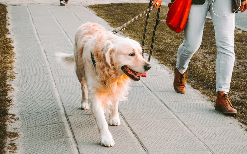 Golden retriever na smyczy idzie chodnikiem obok właścicielki w jasnych spodniach i brązowych butach