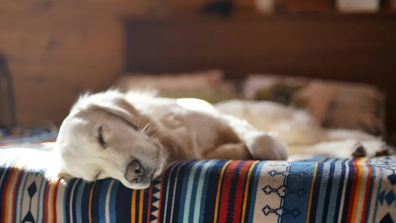 Jasny golden retriever śpi z głową opartą o brzeg łóżka przykrytego kolorowym pasiastym kocem