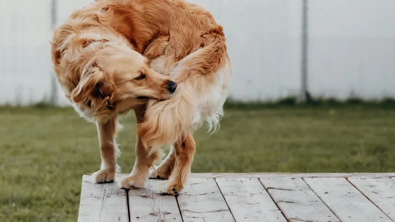 Złoty golden retriever stoi na drewnianym podeście i wygryza sobie sierść przy nasadzie ogona