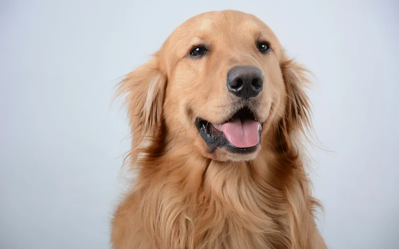 Golden retriever o rudozłotej sierści pozuje na jasnym tle z lekko otwartym pyskiem i różowym językiem