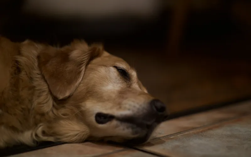 Golden retriever leży z głową opartą na podłodze i przymkniętymi oczami w ciemnym pomieszczeniu