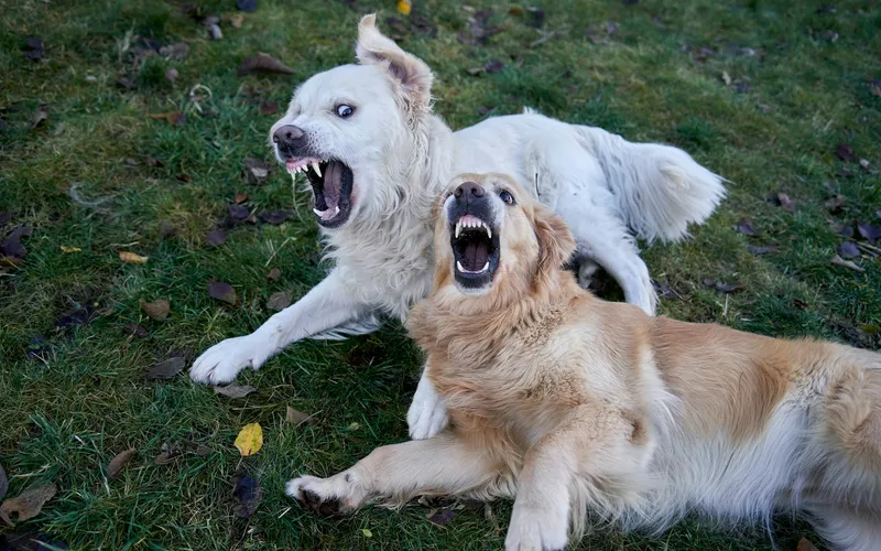 Dwa jasne psy w typie golden retrievera leżą na trawie i szczekają z szeroko otwartymi pyskami podczas zabawy