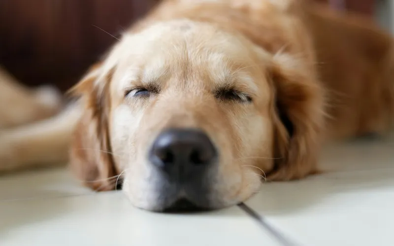 Golden retriever śpi z zamkniętymi oczami i pyskiem opartym o jasną podłogę