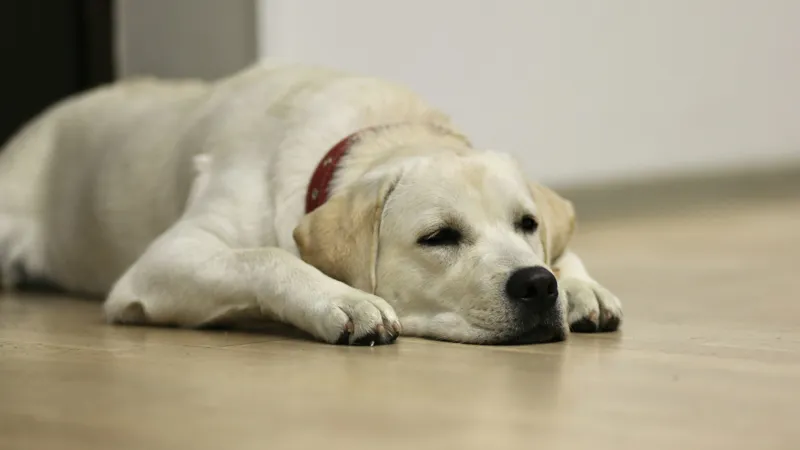 Biszkoptowy labrador w czerwonej obroży leży na jasnej podłodze z głową opartą między przednimi łapami