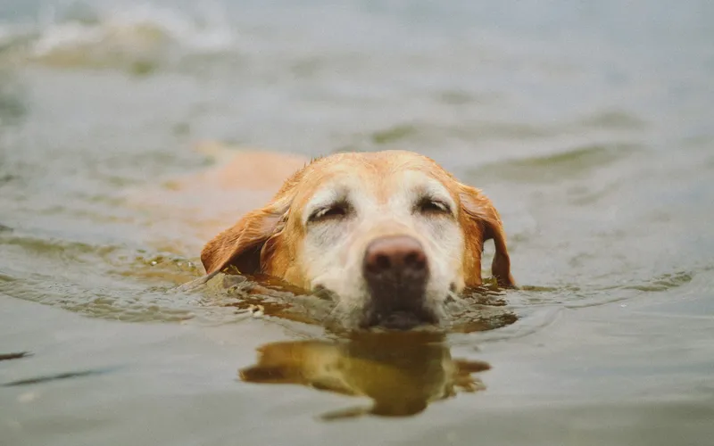 Biszkoptowy labrador z siwiejącym pyskiem płynie w jeziorze, nad wodą widać tylko jego głowę
