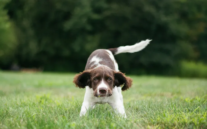 Młody brązowo-biały spaniel na trawie przyciska przód ciała do ziemi, unosi zad i ogon i patrzy w obiektyw