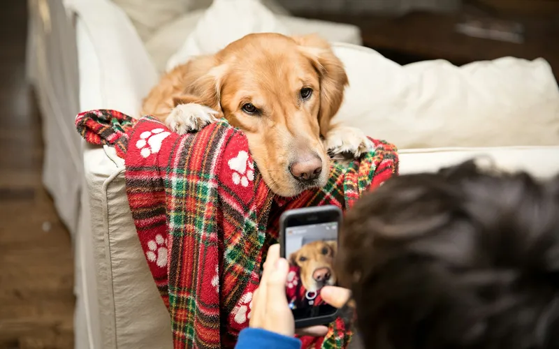 Osoba nagrywa telefonem golden retrievera, który leży na kanapie z łbem opartym na kraciastym kocu