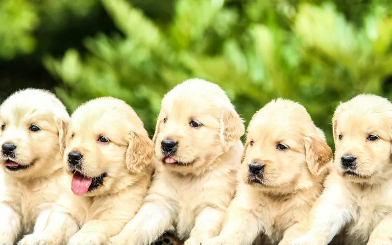 Pięć jasnych szczeniąt golden retrievera leży obok siebie na tle zielonych krzewów