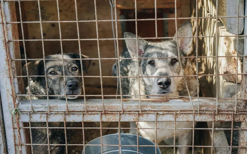 Dwa psy w typie owczarka, ciemny i szaro-biały, patrzą zza zardzewiałej siatki kojca w schronisku