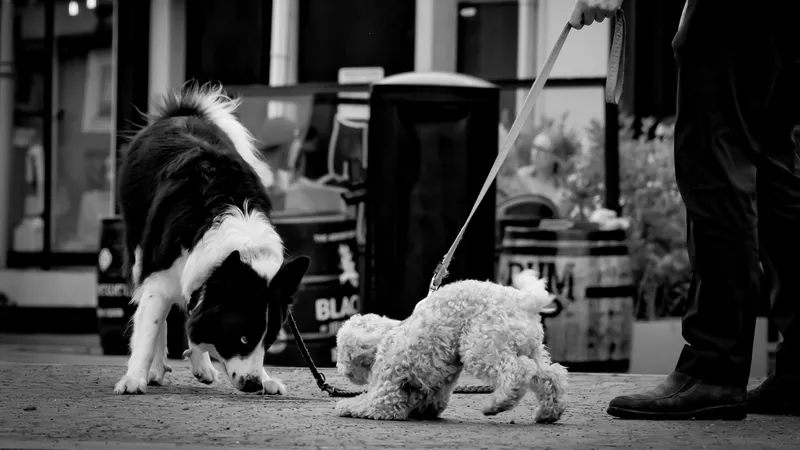 Czarno-biały border collie i mały kudłaty biały piesek na smyczach węszą przy chodniku obok nóg właściciela