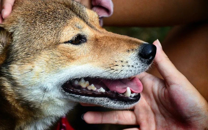 Dłonie opiekuna trzymają głowę rudego psa w typie shiba inu z otwartym pyskiem, widać zęby i dziąsła