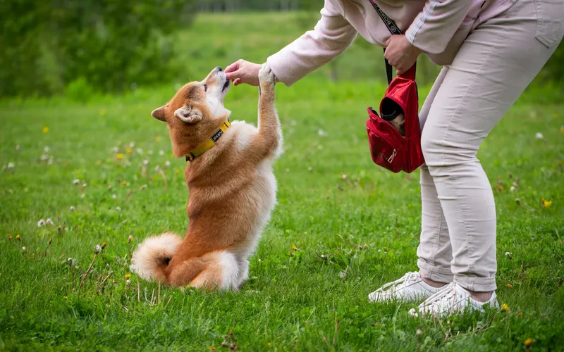 Pies rasy shiba siedzi na trawie z uniesioną przednią łapą i bierze smakołyk z ręki opiekunki z czerwoną saszetką