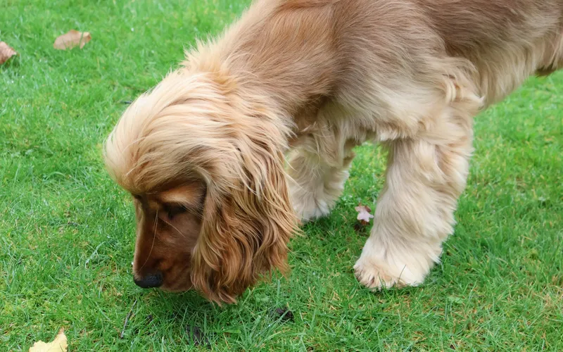 Złotorudy cocker spaniel z długimi uszami pochyla się nad zielonym trawnikiem i wącha trawę z nosem przy ziemi