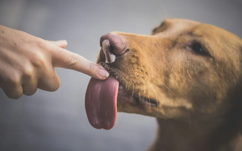Palec odchyla wargę rudego psa z wywieszonym różowym językiem