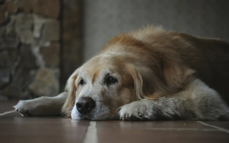 Starszy golden retriever z jaśniejszym, siwiejącym pyskiem leży z głową na łapach na kafelkowej podłodze