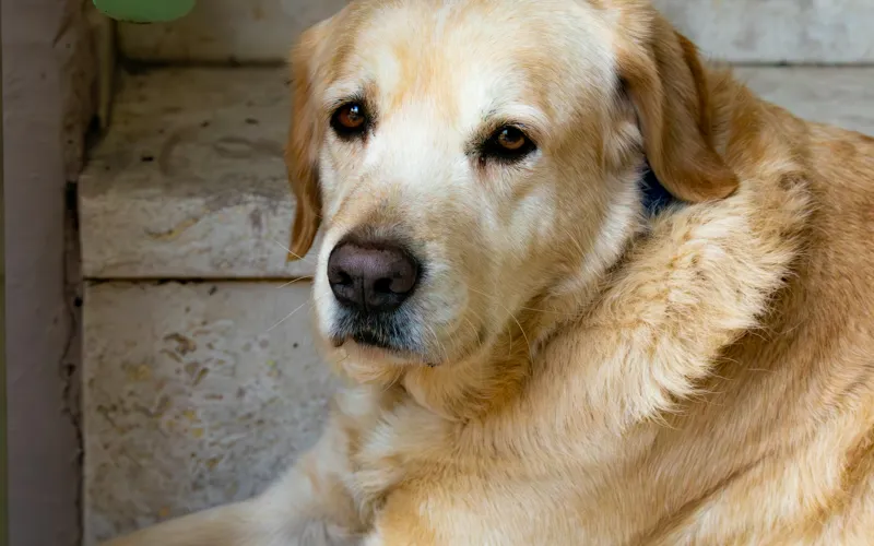 Starszy golden retriever z posiwiałym pyskiem leży przy kamiennych schodach i patrzy w obiektyw