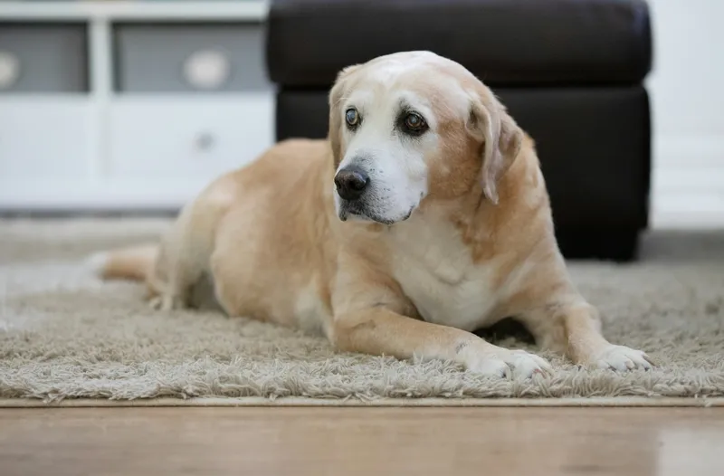 Starszy biszkoptowy labrador z siwym pyskiem leży na jasnym dywanie w salonie