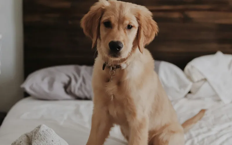 Szczeniak golden retrievera siedzi na niezaścielonym łóżku z białą pościelą i patrzy w obiektyw