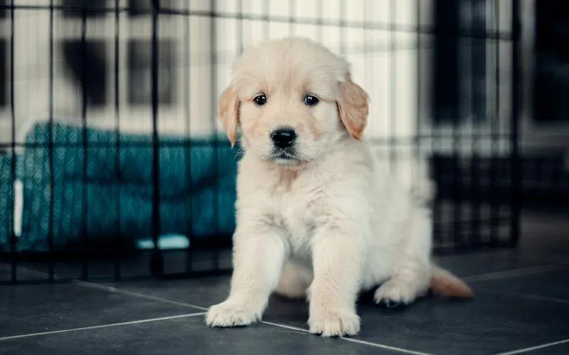 Kremowy szczeniak golden retrievera siedzi na płytkach przy metalowym kojcu z legowiskiem w środku