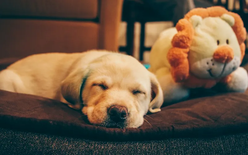 Biszkoptowy szczeniak labradora śpi na brązowym legowisku, obok leży duży pluszowy lew