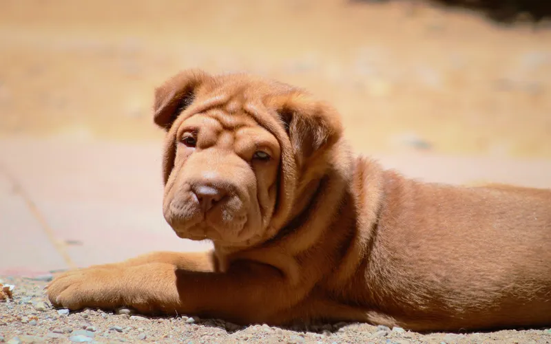 Szczeniak shar pei o rudobrązowej, pomarszczonej sierści leży na piasku i patrzy w obiektyw