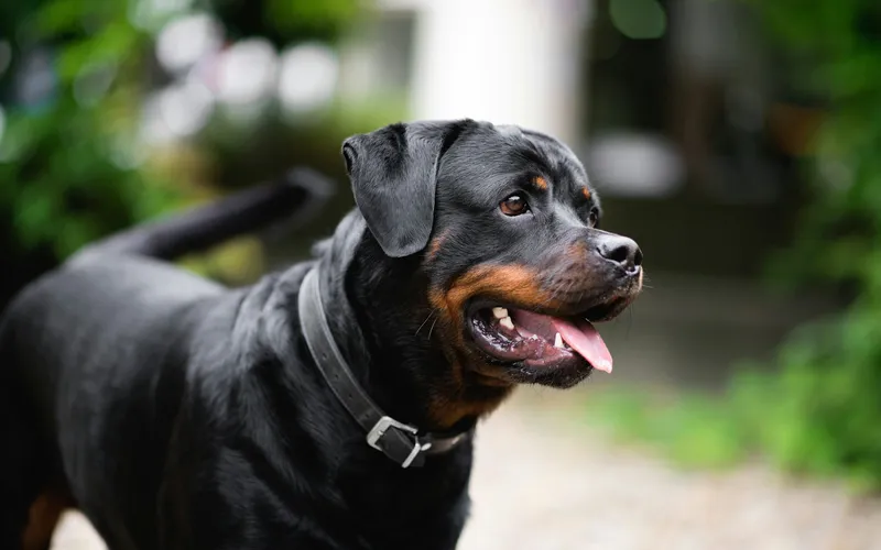 Rottweiler w skórzanej obroży stoi w zielonym ogrodzie z otwartym pyskiem i patrzy w bok