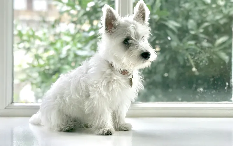 Biały west highland white terrier siedzi bokiem na jasnym parapecie przy oknie z widokiem na zieleń