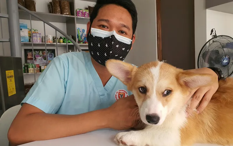 Weterynarz w niebieskim uniformie i maseczce obejmuje rudo-białego szczeniaka corgi leżącego na stole w gabinecie