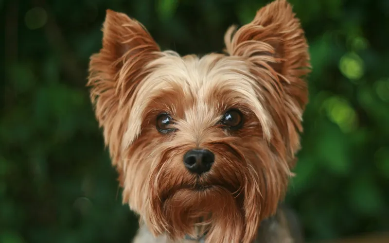 Yorkshire terrier o złotobrązowej sierści i stojących uszach patrzy prosto w obiektyw na tle zieleni