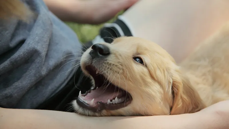 Szczeniak golden retrievera leży na rękach opiekuna i szeroko ziewa, pokazując zęby i różowe dziąsła