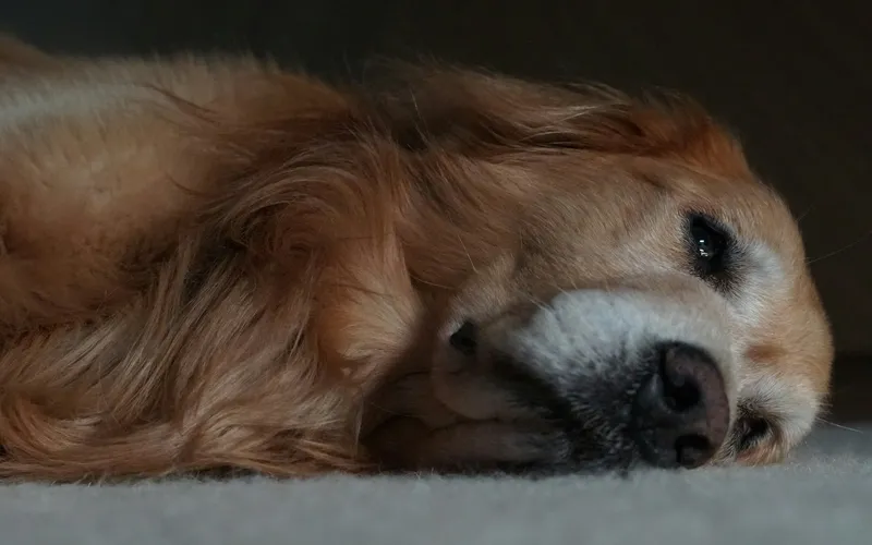 Rudy golden retriever leży bokiem na szarym dywanie z głową opartą o podłogę i półprzymkniętymi oczami